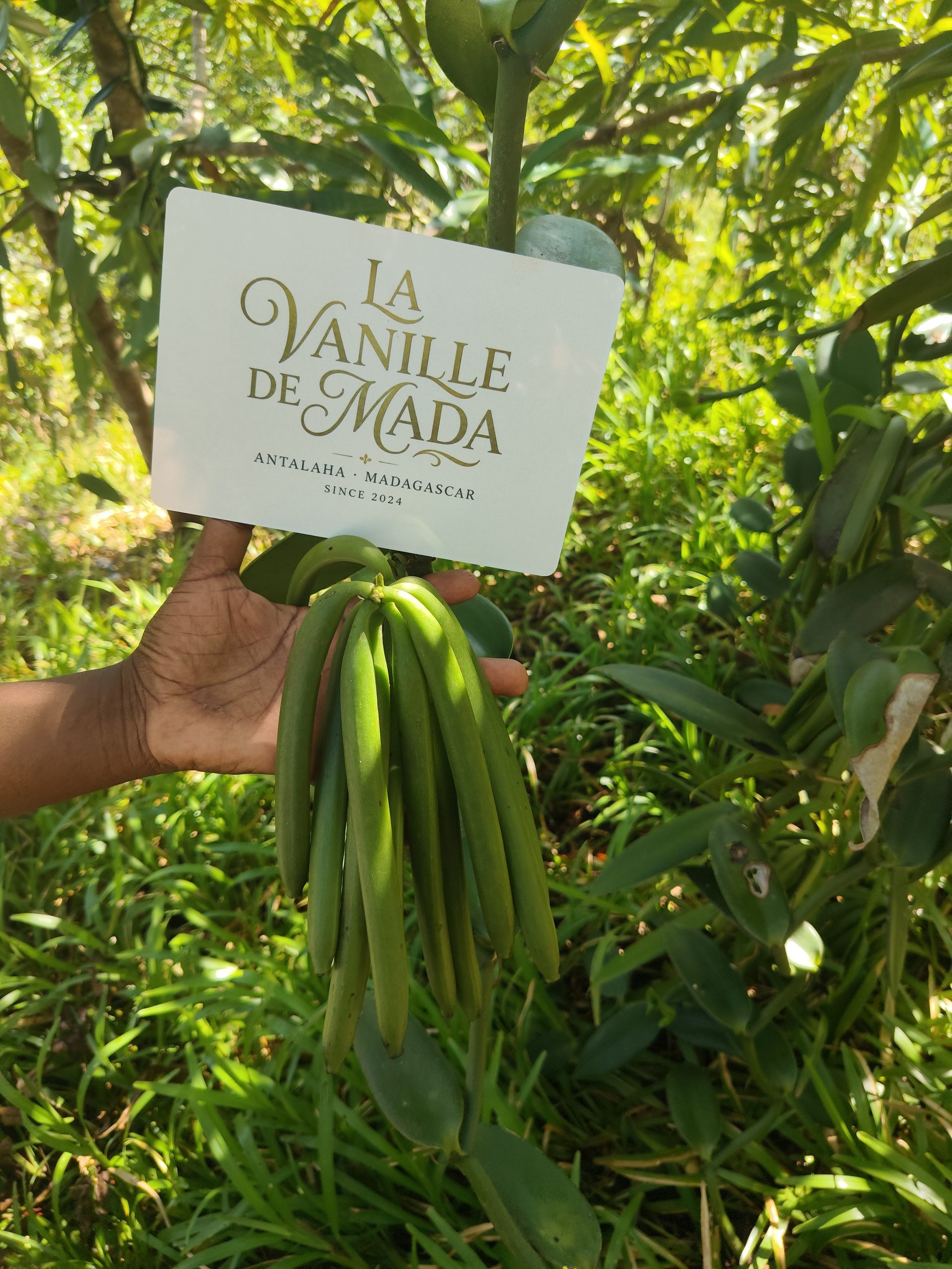 Gousses de vanille noire Grade A d'Antalaha